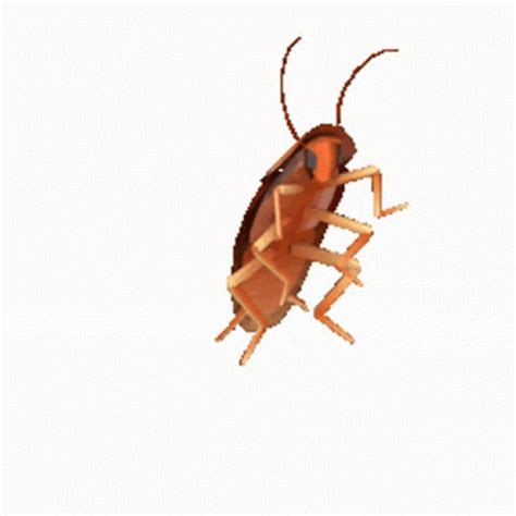 dancing cockroach gif transparent.